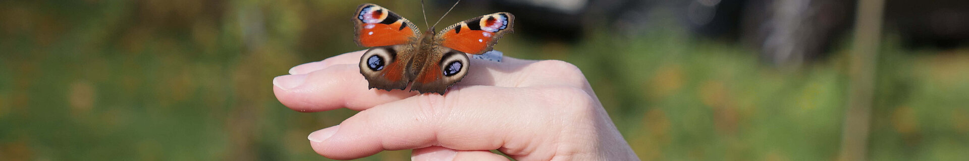 Schmetterling auf der Hand (Bild: Gritt Kockot/DMSG M-V) Ein Schmetterling auf der Hand.