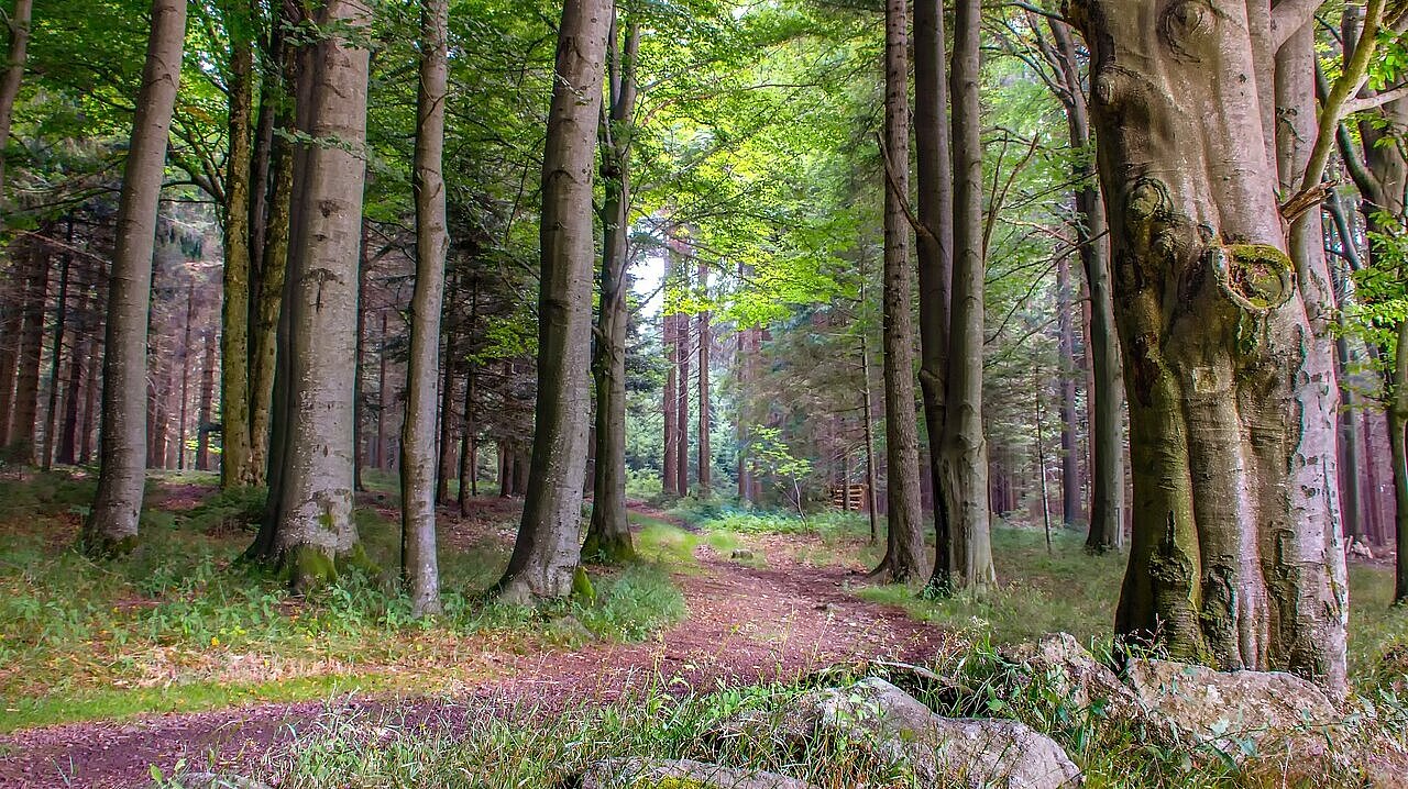 Ein Waldweg durch hohe Bäume.